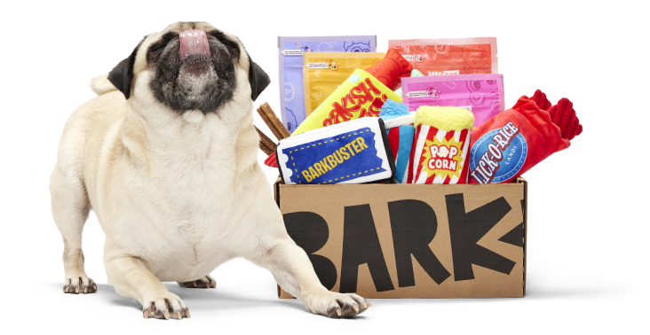 Pug dog with toys