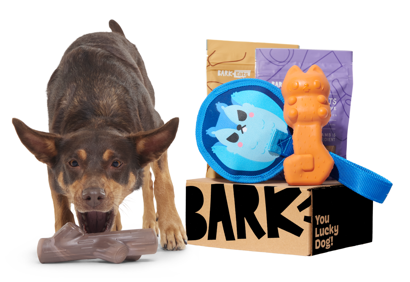 Brown dog with a twig toy next to a Super Chewer box