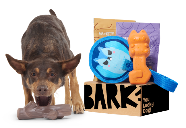 Brown dog with a twig toy next to a Super Chewer box