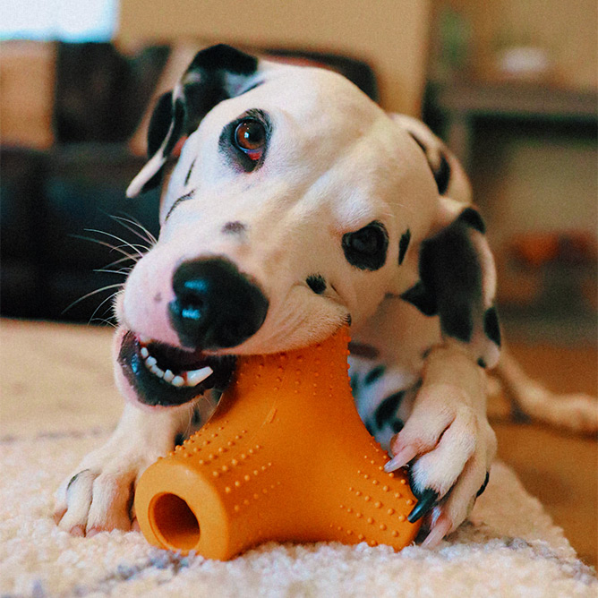 Daisy chewing on Super Chewer toy